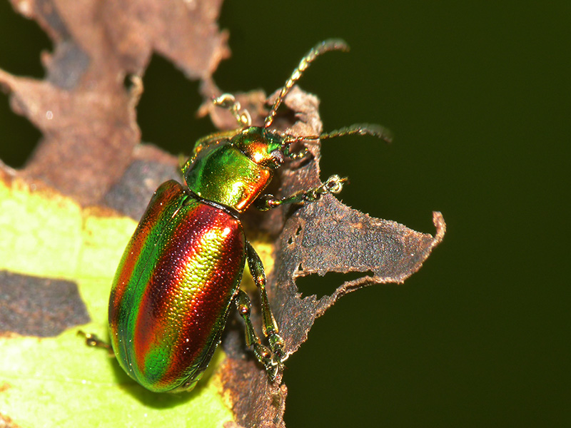 Chrysomelidae:  Oreina (Oreina) speciosa